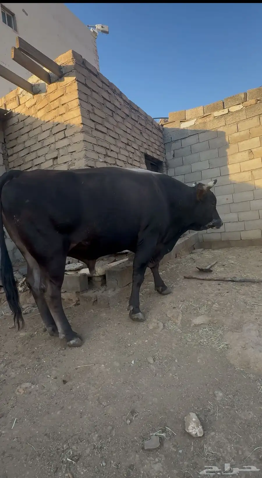 ثور الماني للبيع السن رباع او توه داخل السديس الصحه شرط 0