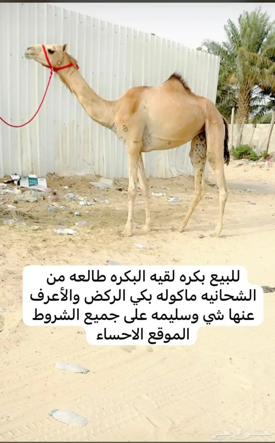 للبيع لقية جاهزه للمناخ 0
