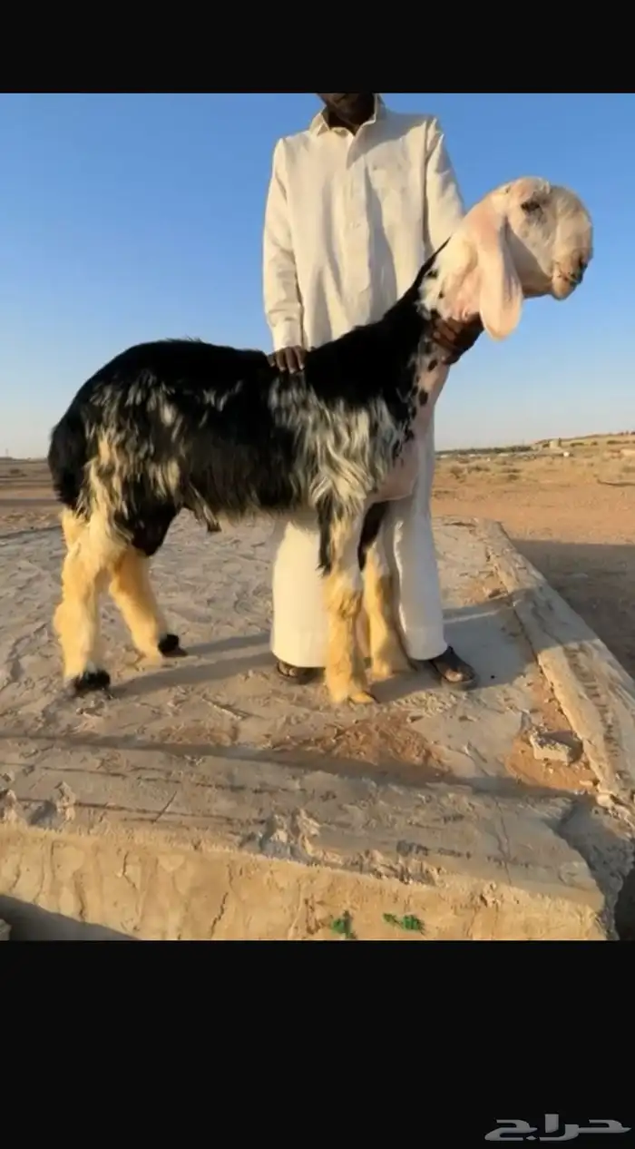 للبيع 0
