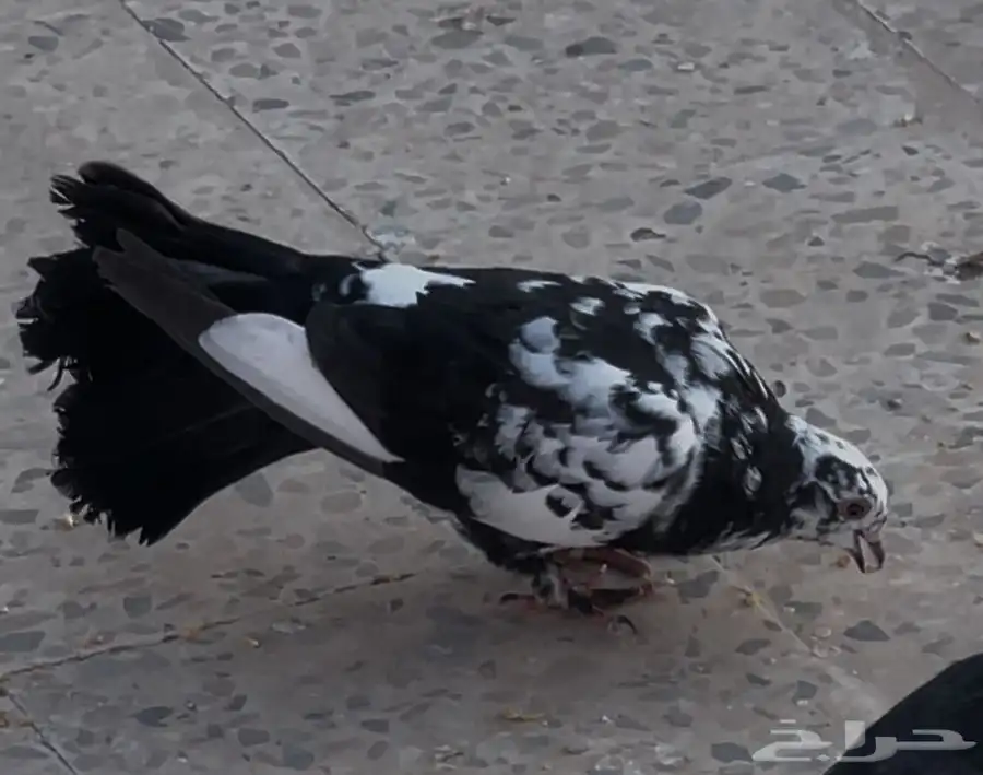 حمام مشكل بوز شماسي زاجل 12