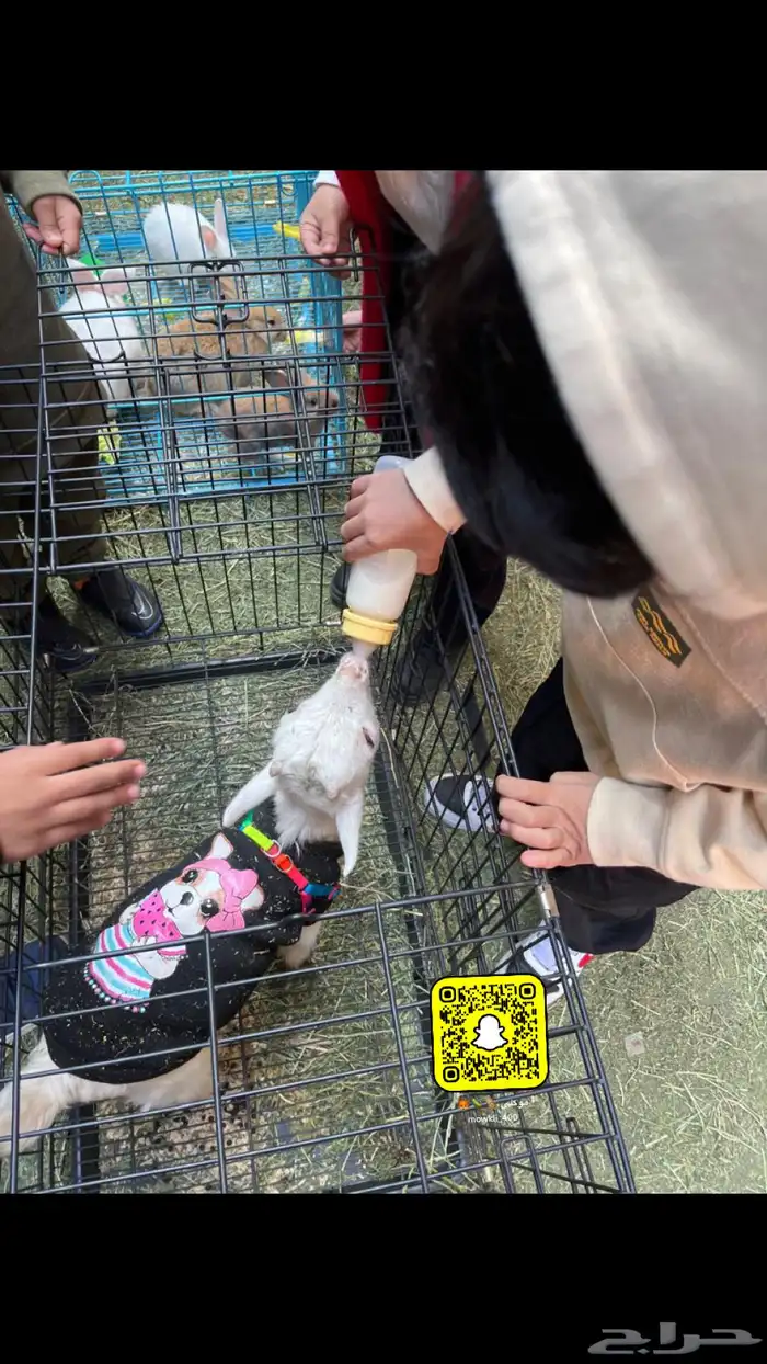 مهرجه ومنظمين فعاليات صقارين نساء ورجال 5