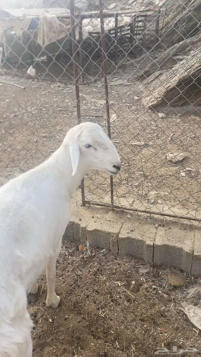 مشروع فحل العمر 10 شهور 0