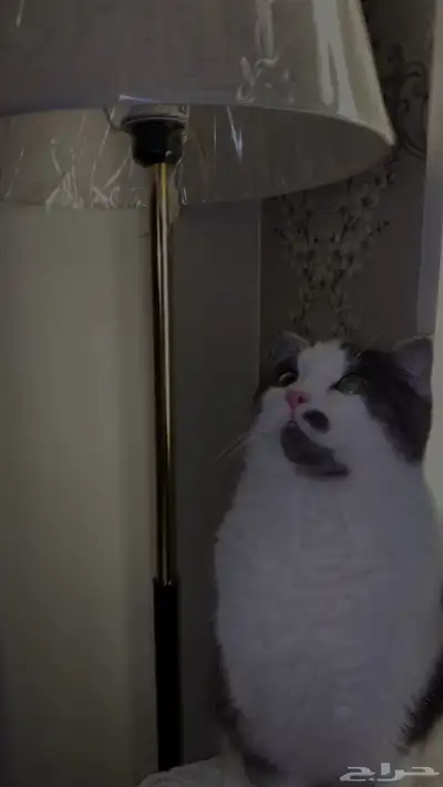 قطط 0