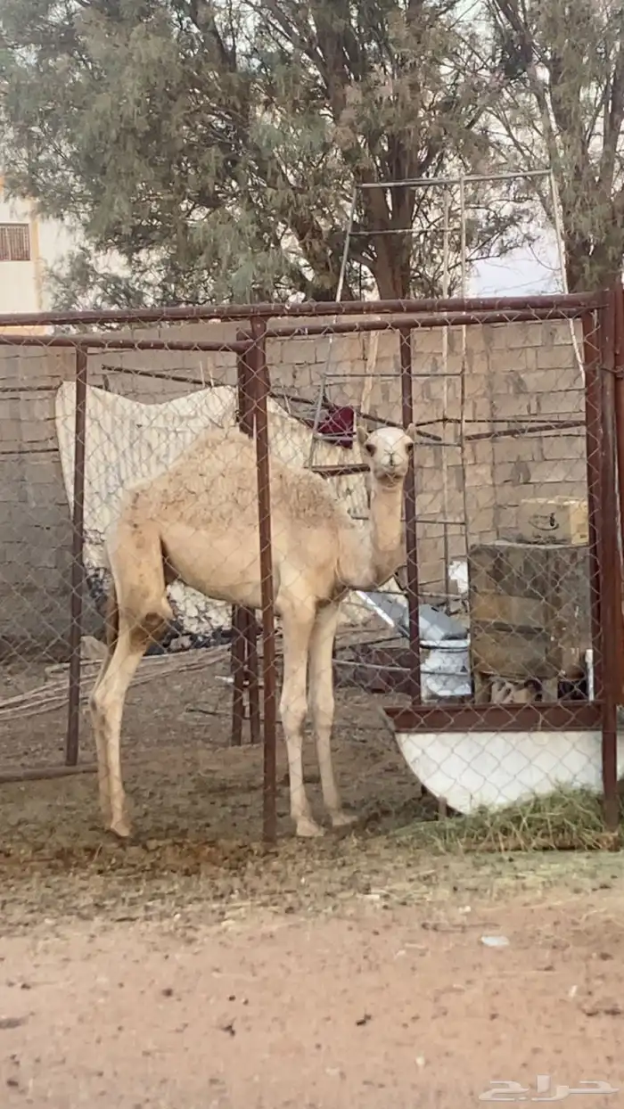 حاشي ذبح طيب الموقع الشملي 0