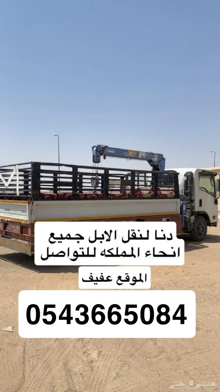 دنا لنقل الابل 0