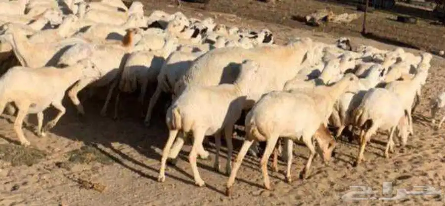 مطلوب غنم رفيدي 0