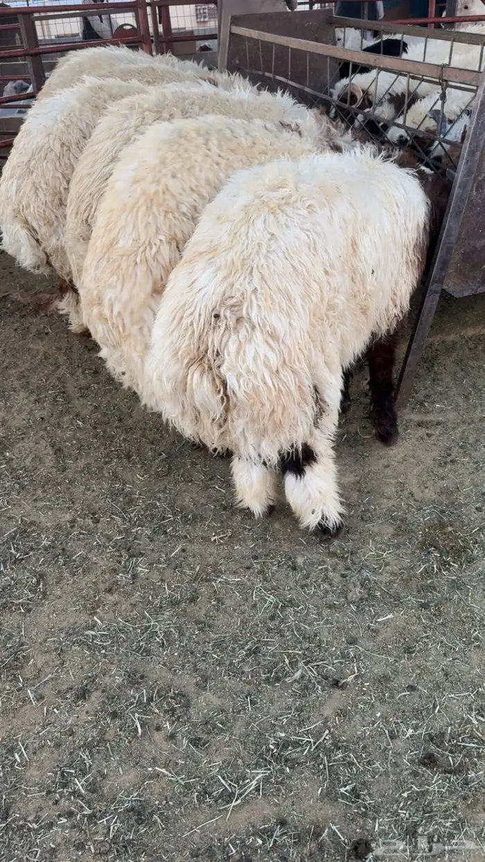 ذبائح حائل 5