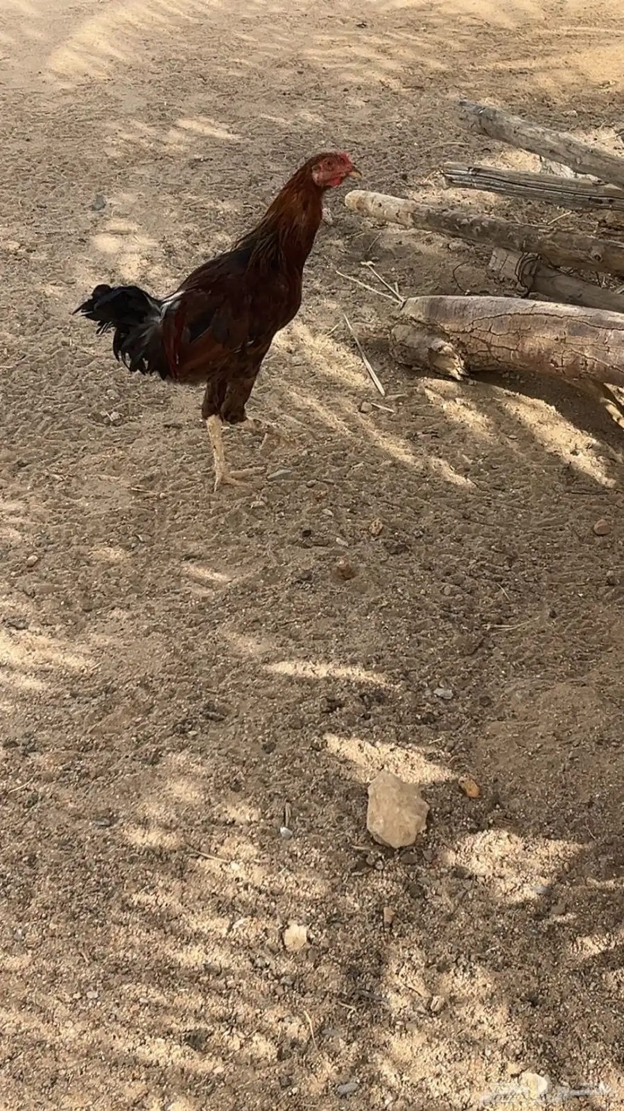 دجاج بلدي بياض واديكه 8