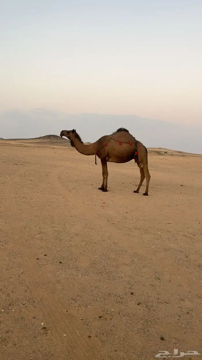 صفرا مصعد قبل سبوعين شرط ناقه طيبه 0