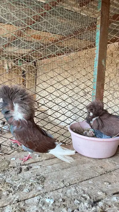 جوز جاكوبين معه ولده للبيع 2