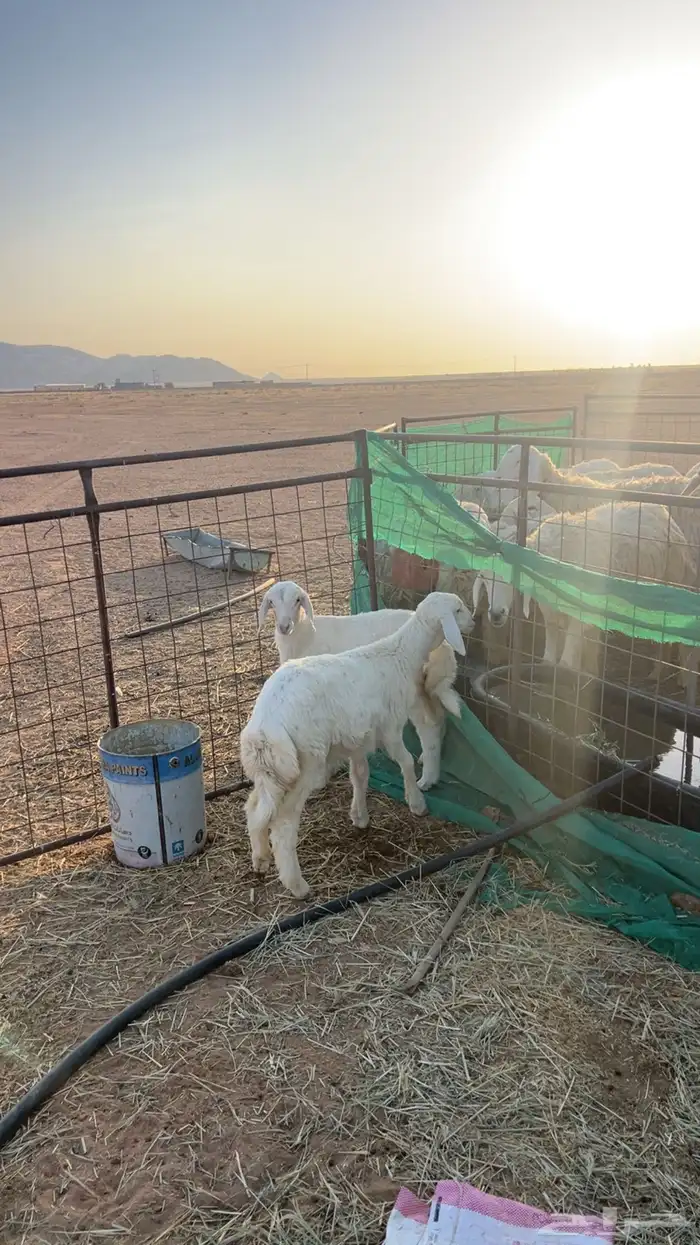 رخال حريات 1