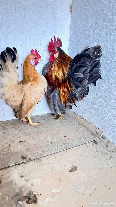 زوج سيراما ماليزي 2