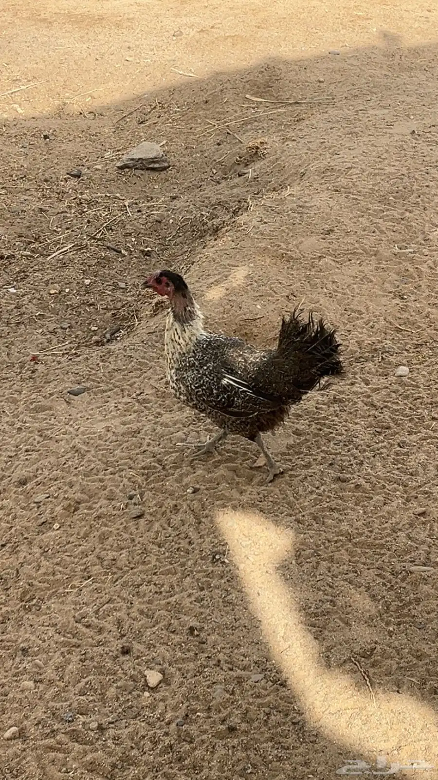 دجاج بلدي بياض واديكه 2