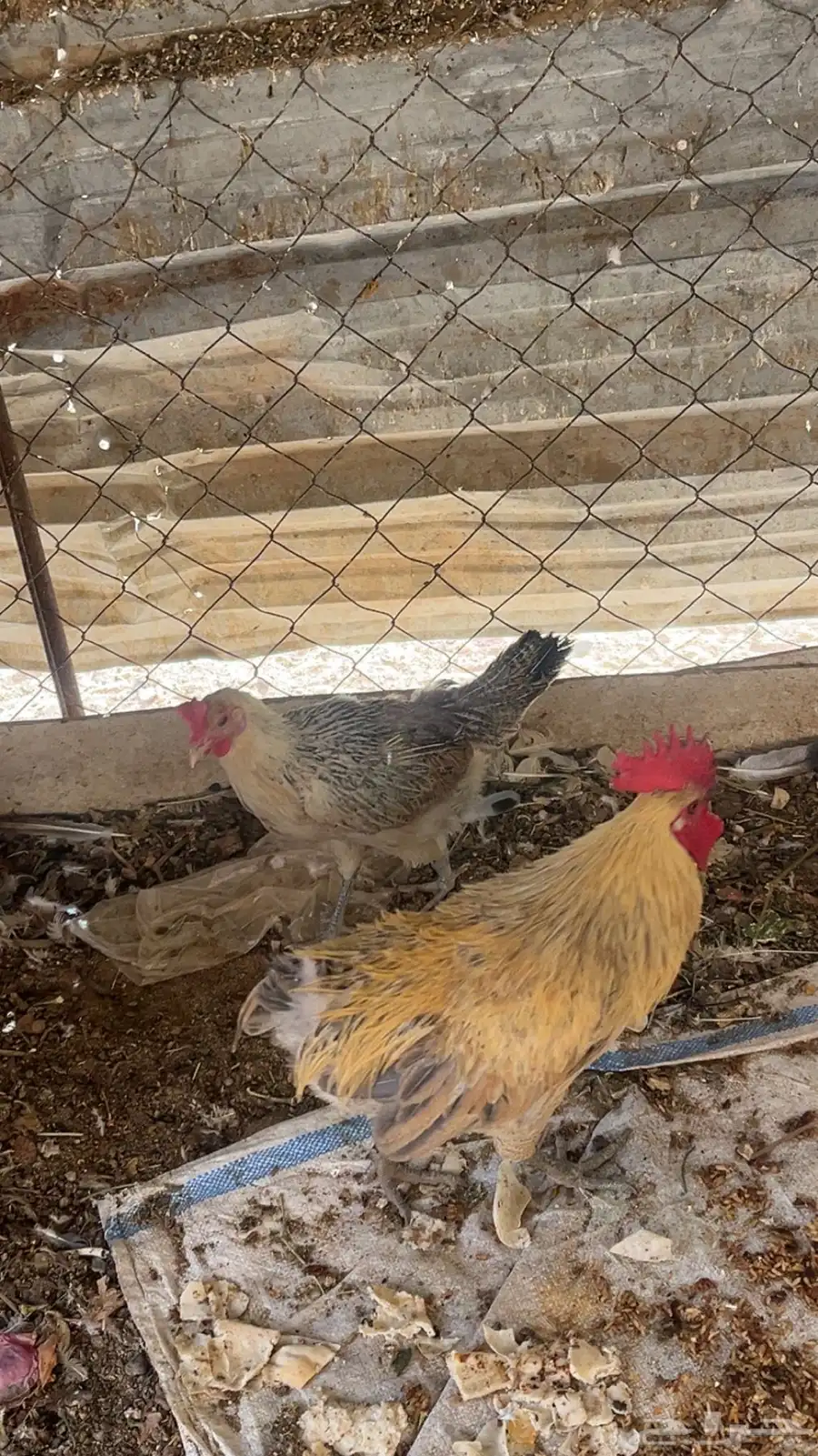 دجاج بلدي بياض واديكه 7