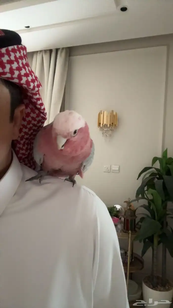 ببغاء كوكاتو جالا 4