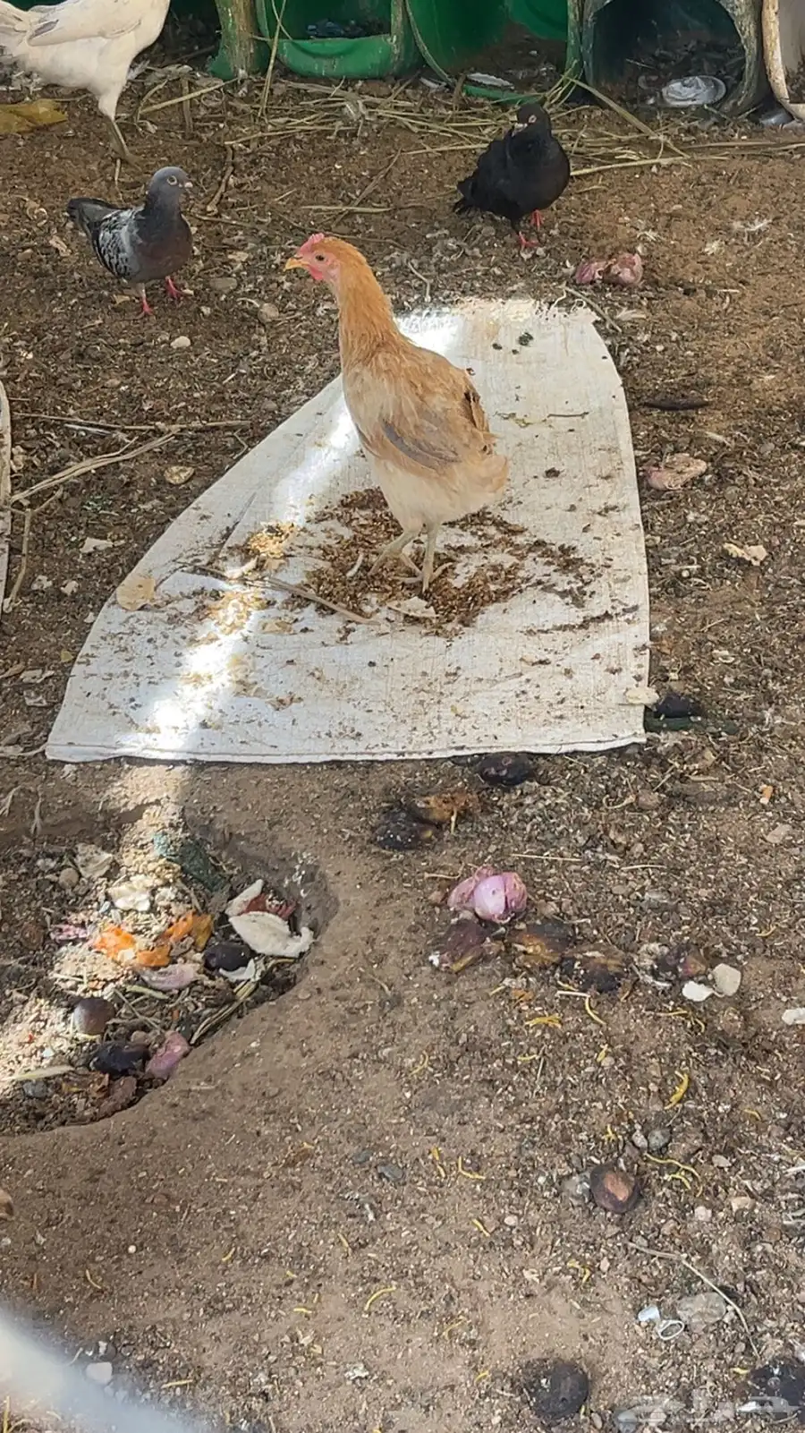 دجاج بلدي بياض واديكه 3
