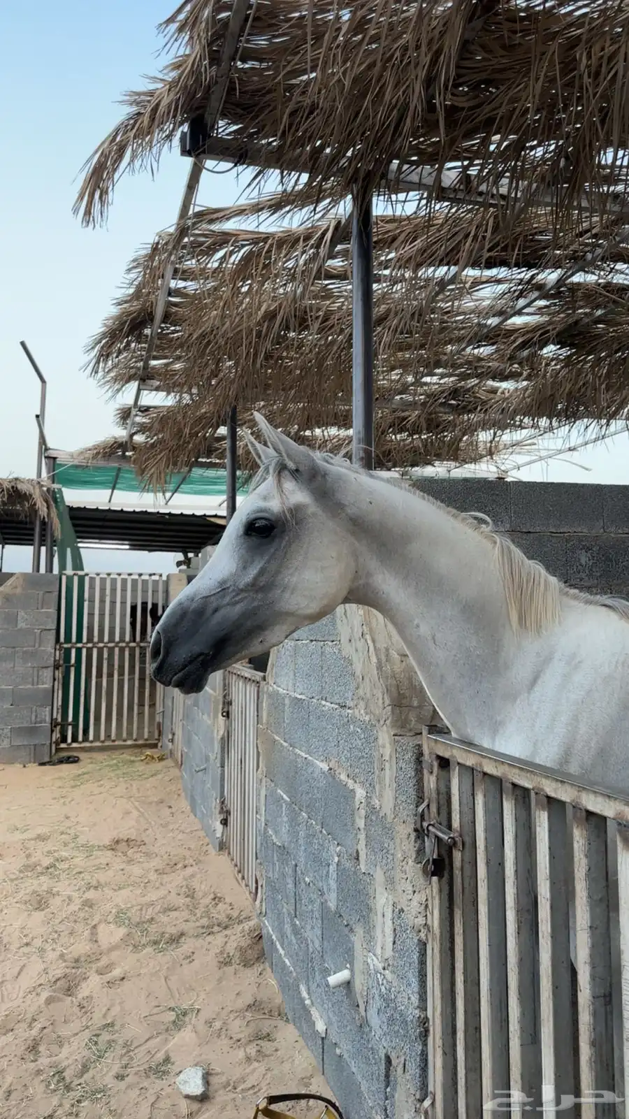 حصان واهو 0
