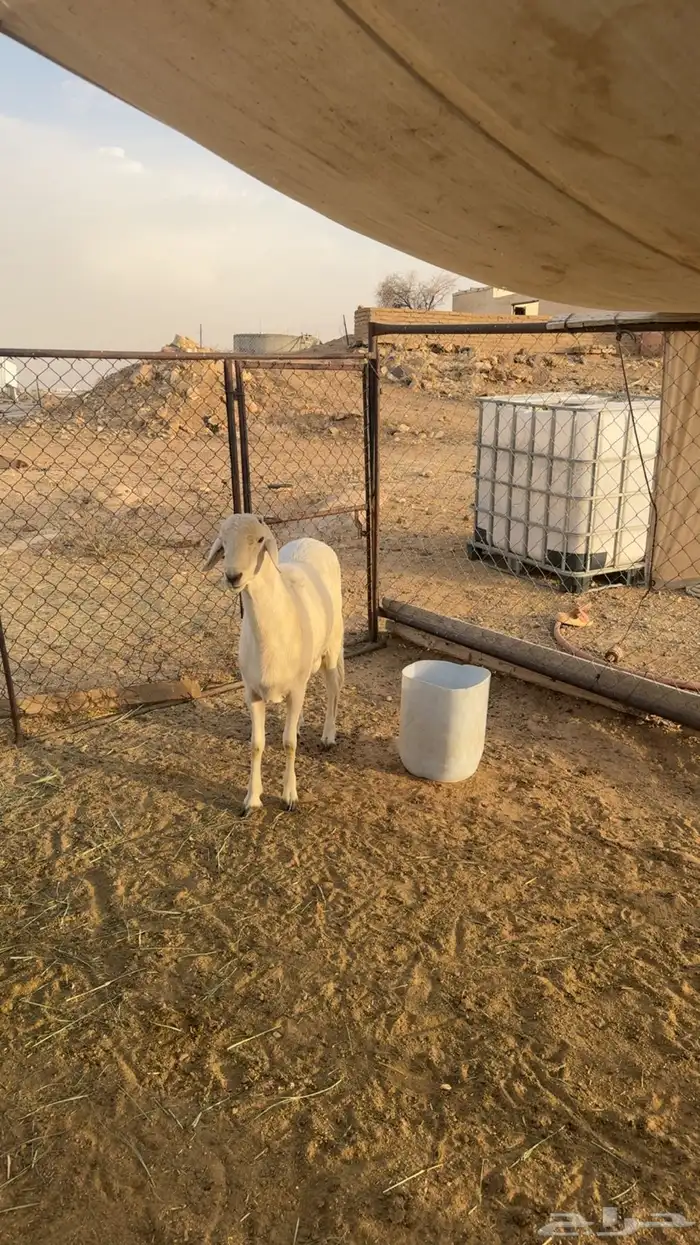 خروف جذع للبيع فحل كفوو مشروط تم البيع 1
