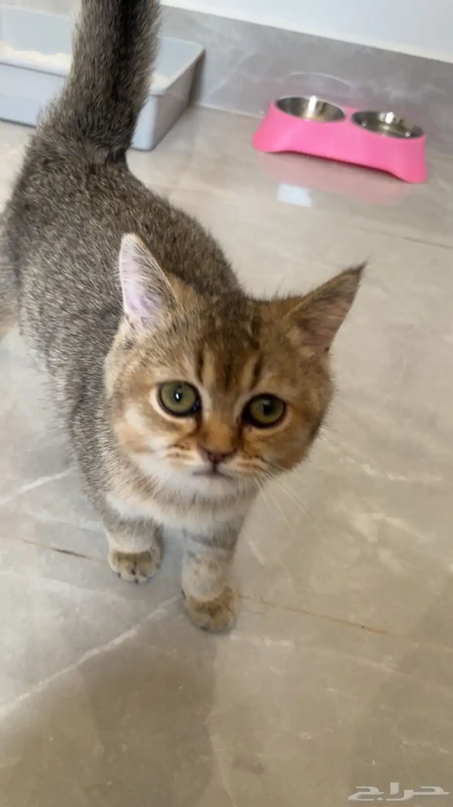 للبيع قطه انثى سكوتش ستريت 1