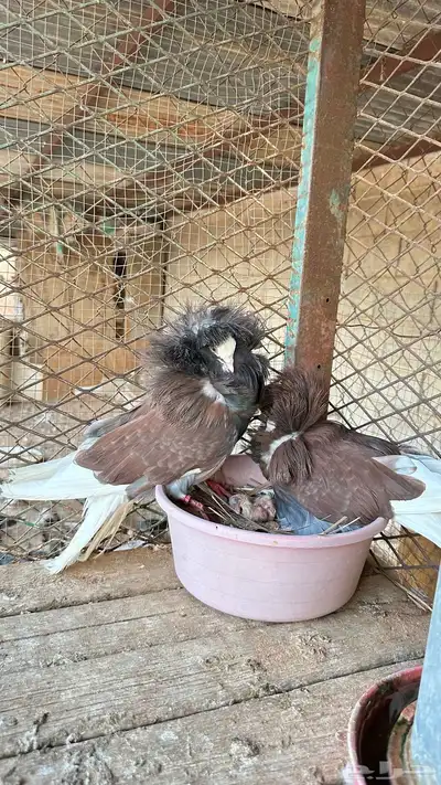 جوز جاكوبين معه ولده للبيع 3
