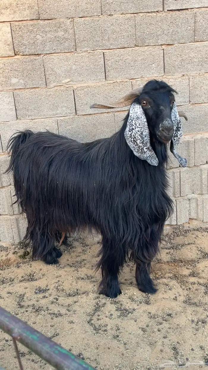 للبيع تيس فحل طيب 0