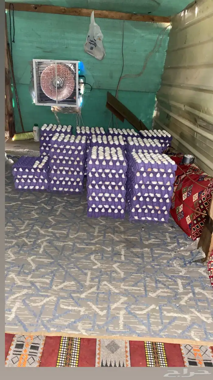بيض دجاج بلدي فواتح ملقح 1
