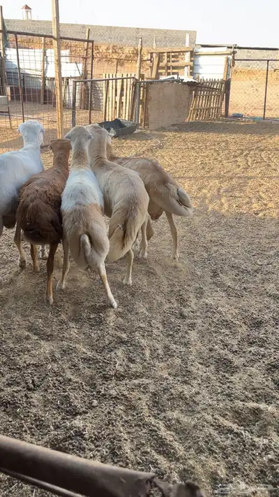 للبيع طليان رفيد مرابي 0