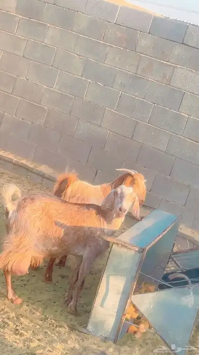 غانم 2