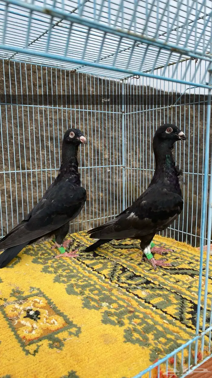 زوج شامي بنتاجه 3