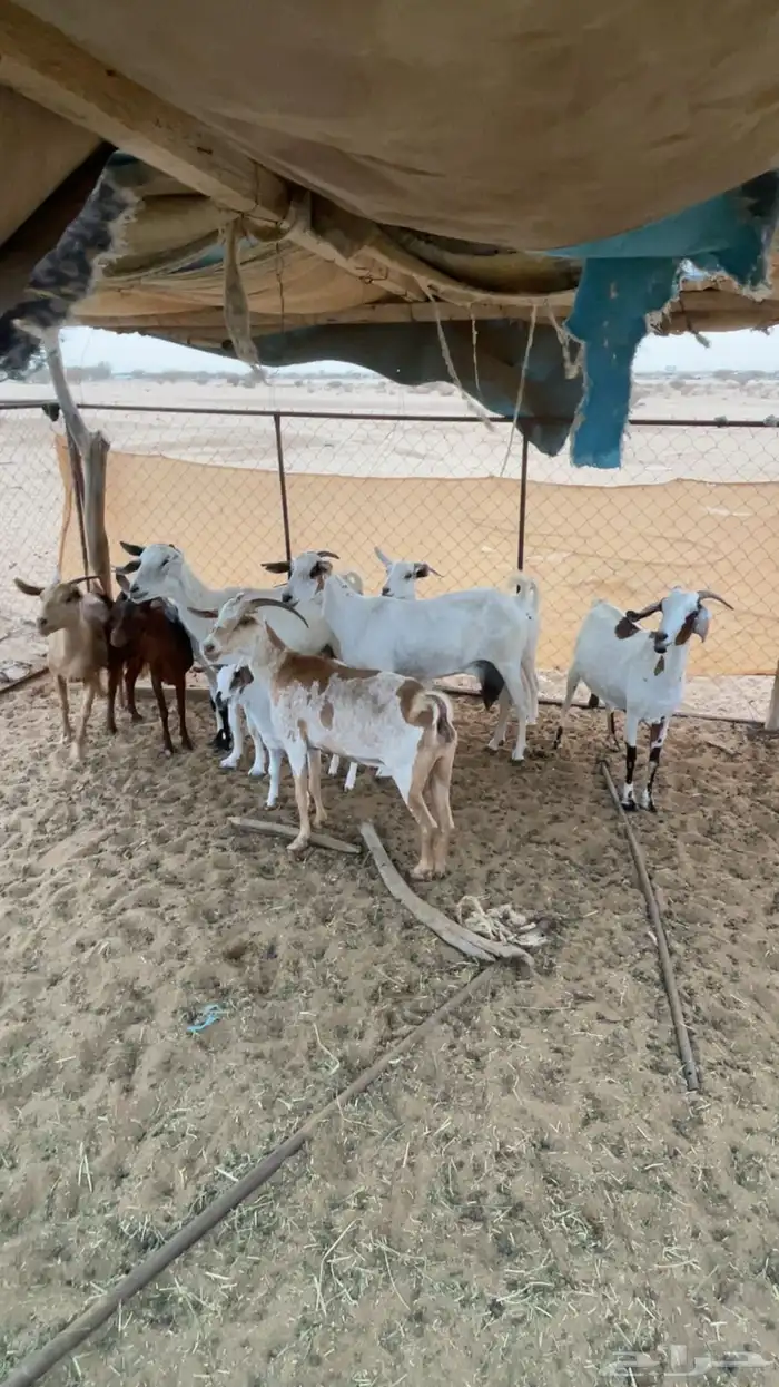 معزى مشروطه 0