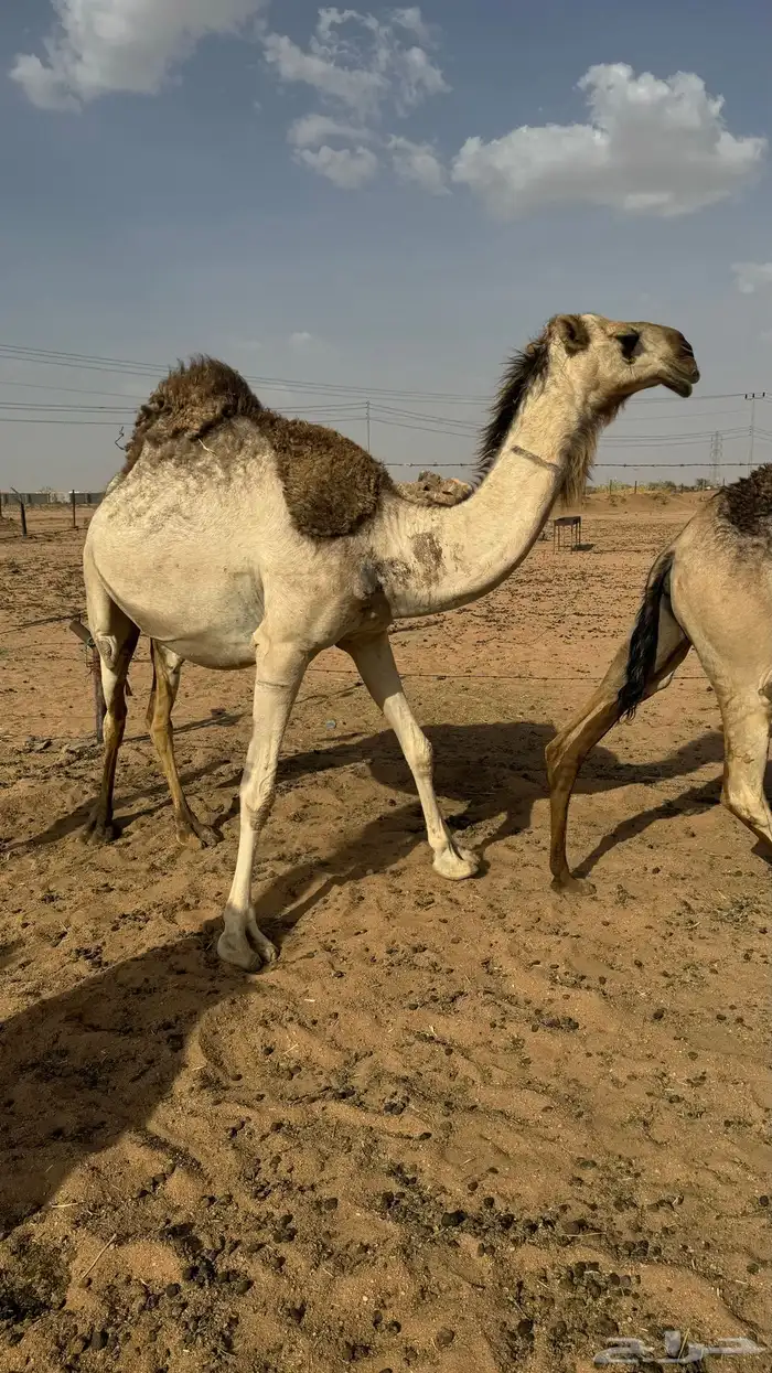 نياق وبكار وبعير للبيع 2