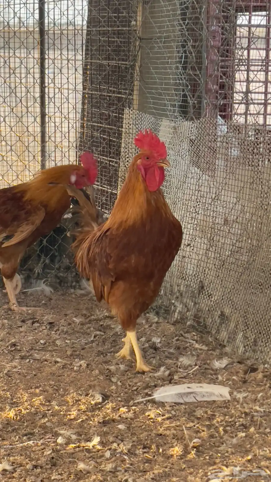 ديوك تركية 2 اصيلة 0