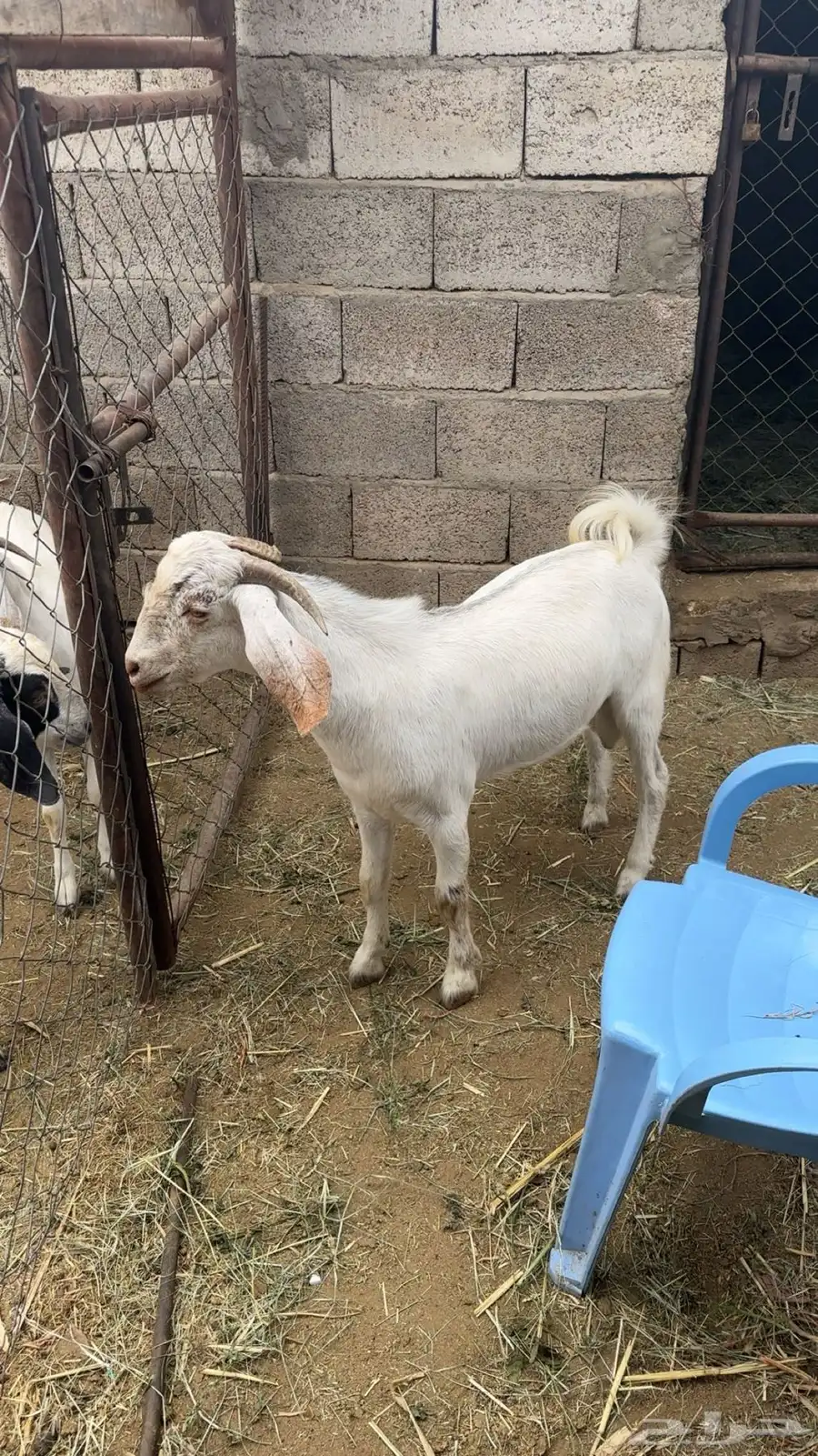 مشروع فحل صنف منوه القاني index