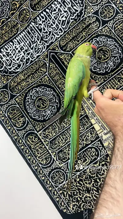 طير درة أنثى أليفة لطيفه لعوبة واللي يبغى زين يلحق عليه 2