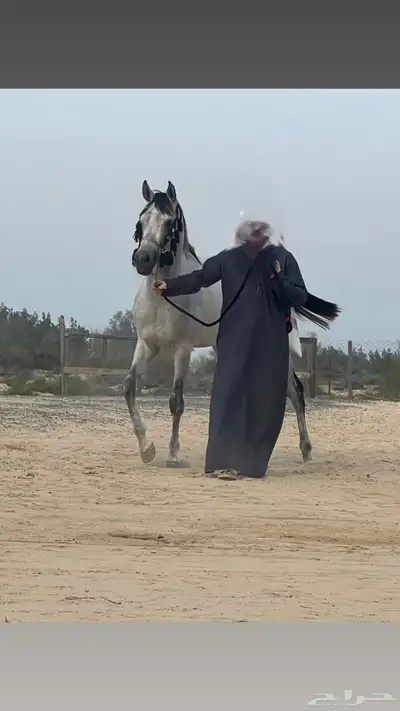 خيل حصان شعبي حاار 3