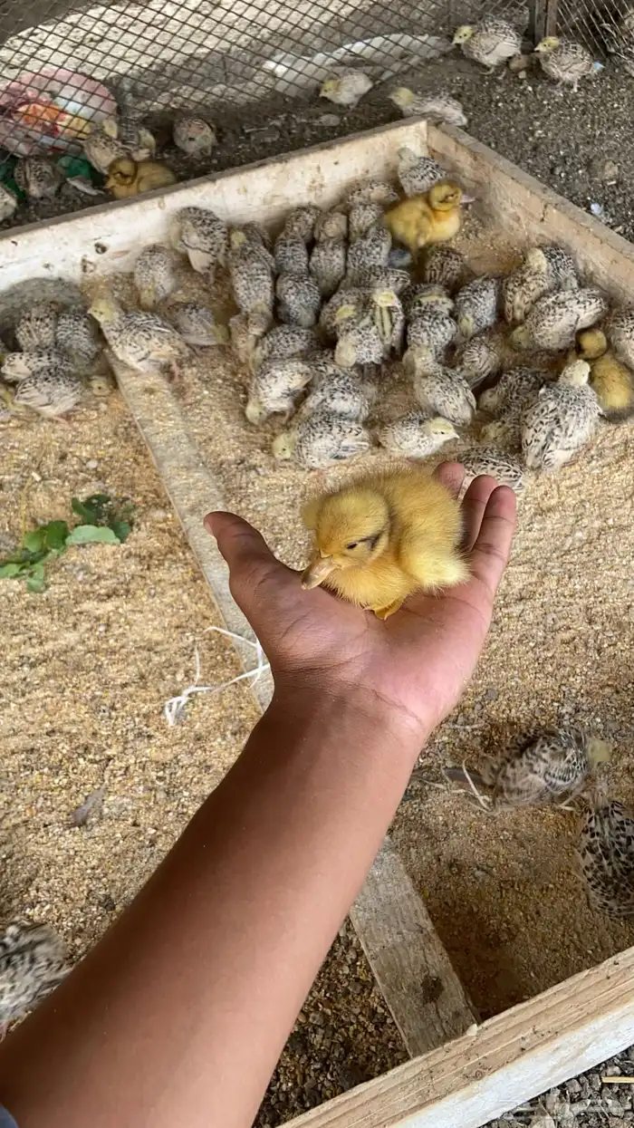 إعلان اليوم مكس متوفر حجل حبشي منتج وبط بكيني وبلدي ودجاج 6