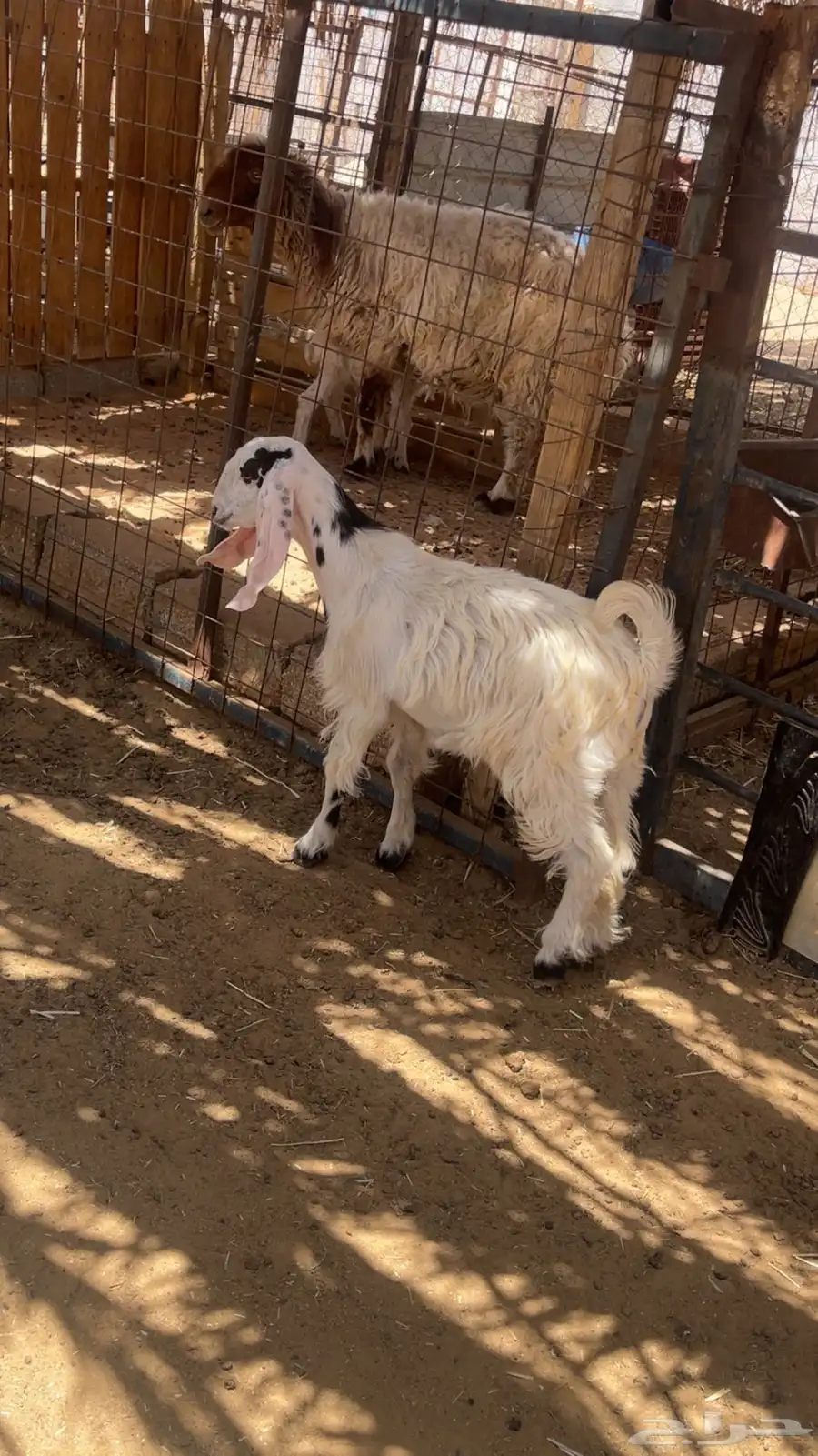 تيس مصري عمره 3 شهور ونص 1