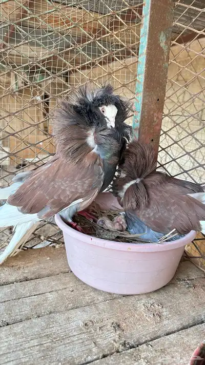 جوز جاكوبين معه ولده للبيع 4