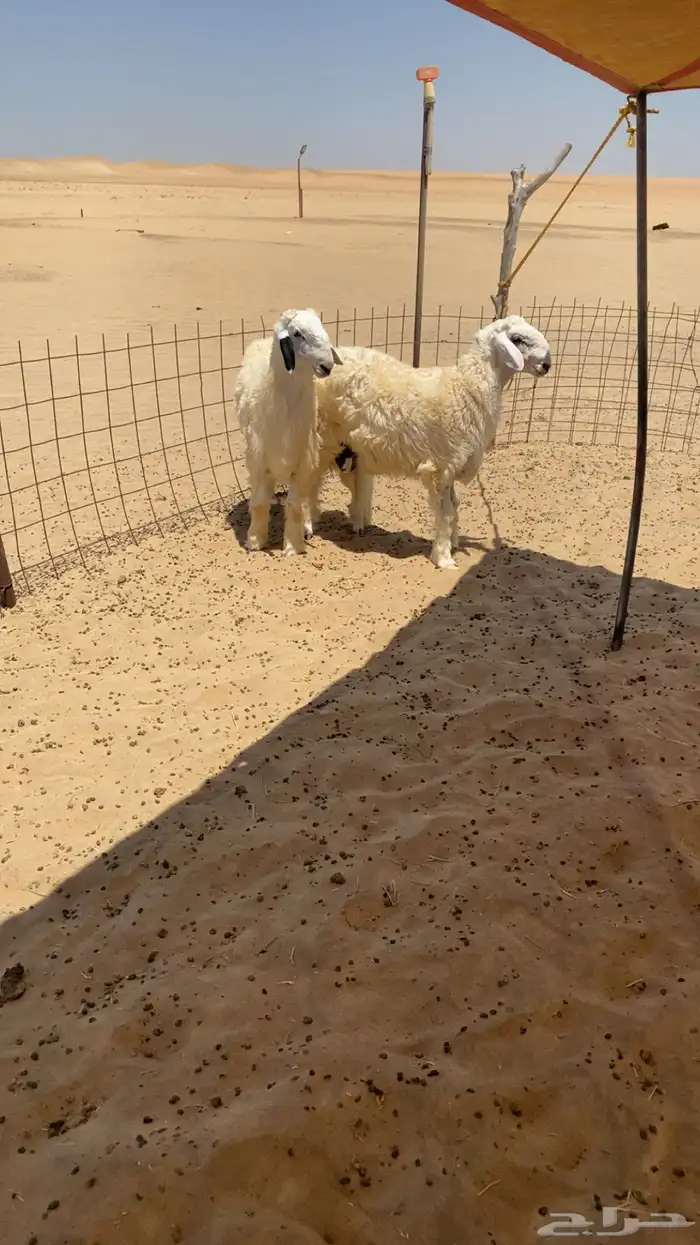 طليان نجديه 2