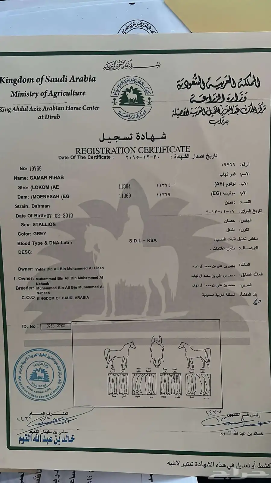 حصان مصري بيور 5