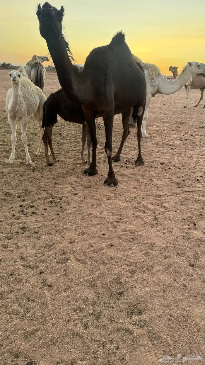 نياق وبكار وبعير للبيع 4