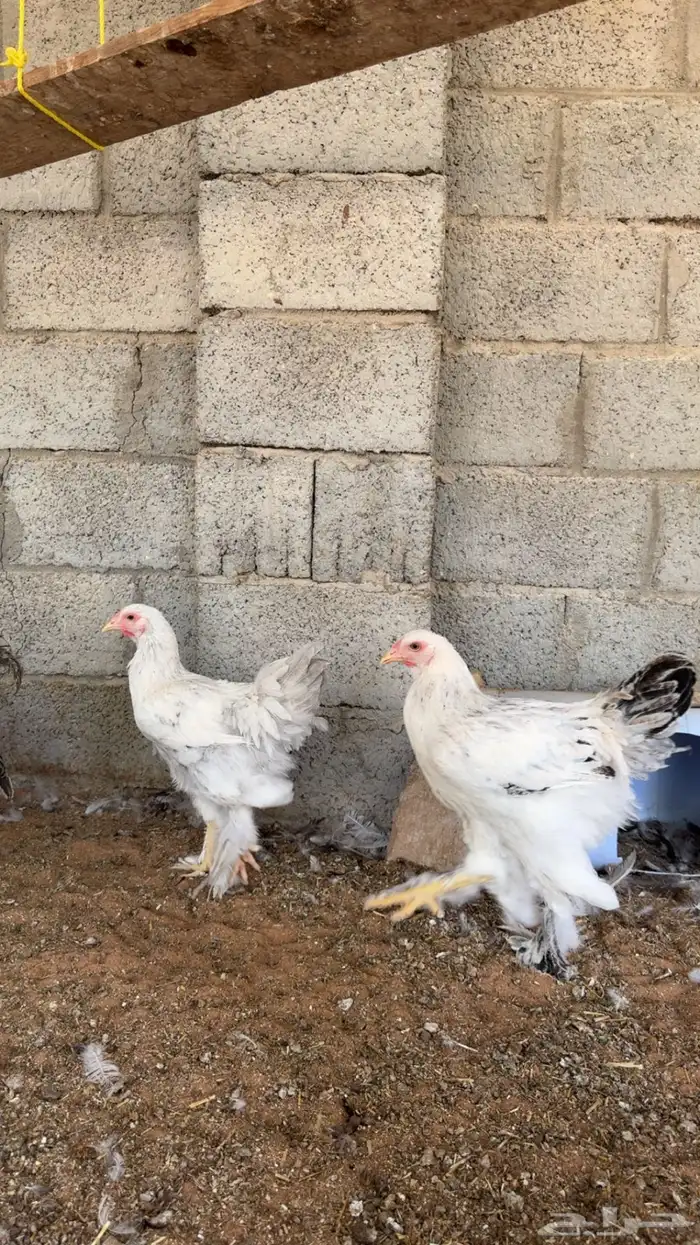 دجاج براهما 0