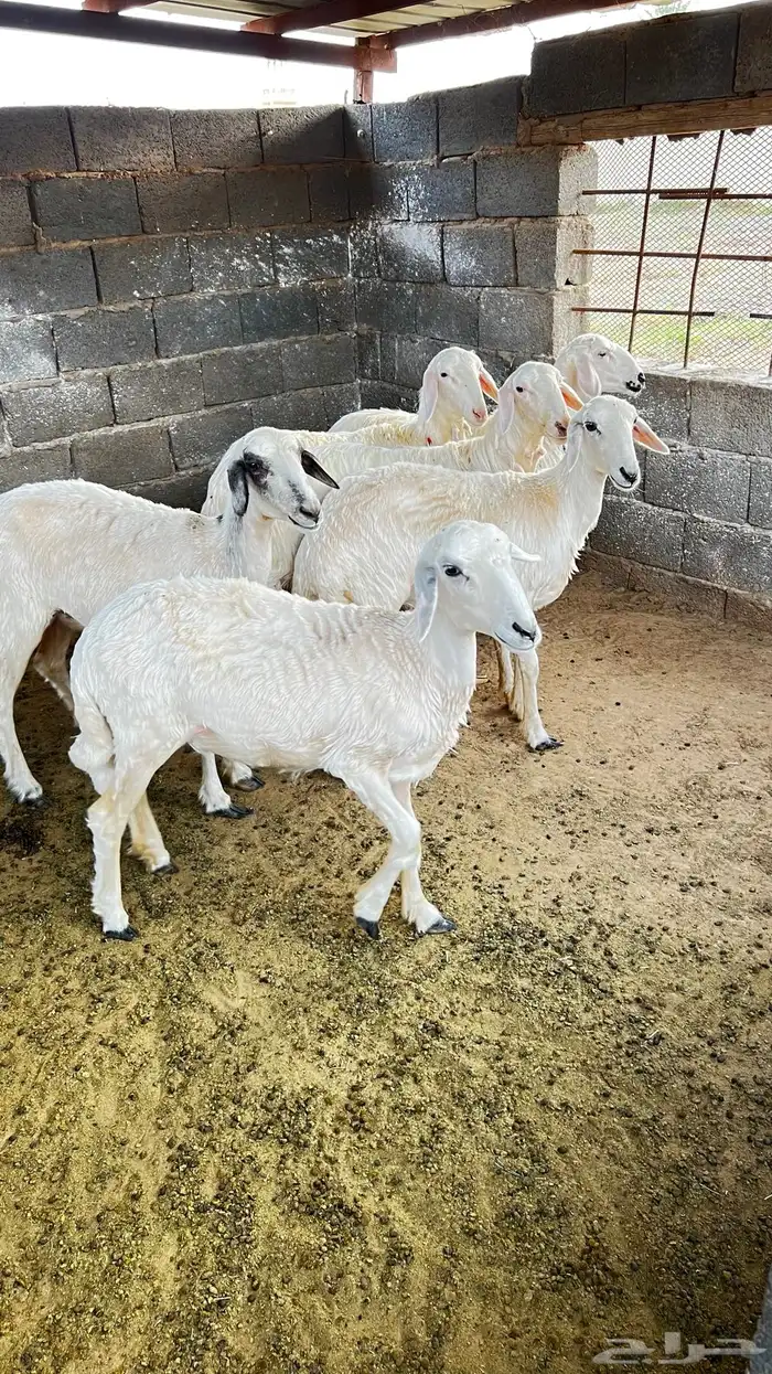 غنم اباكير شرط 1
