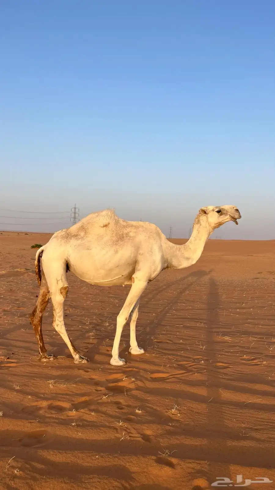 ناقه حايل للبيع index