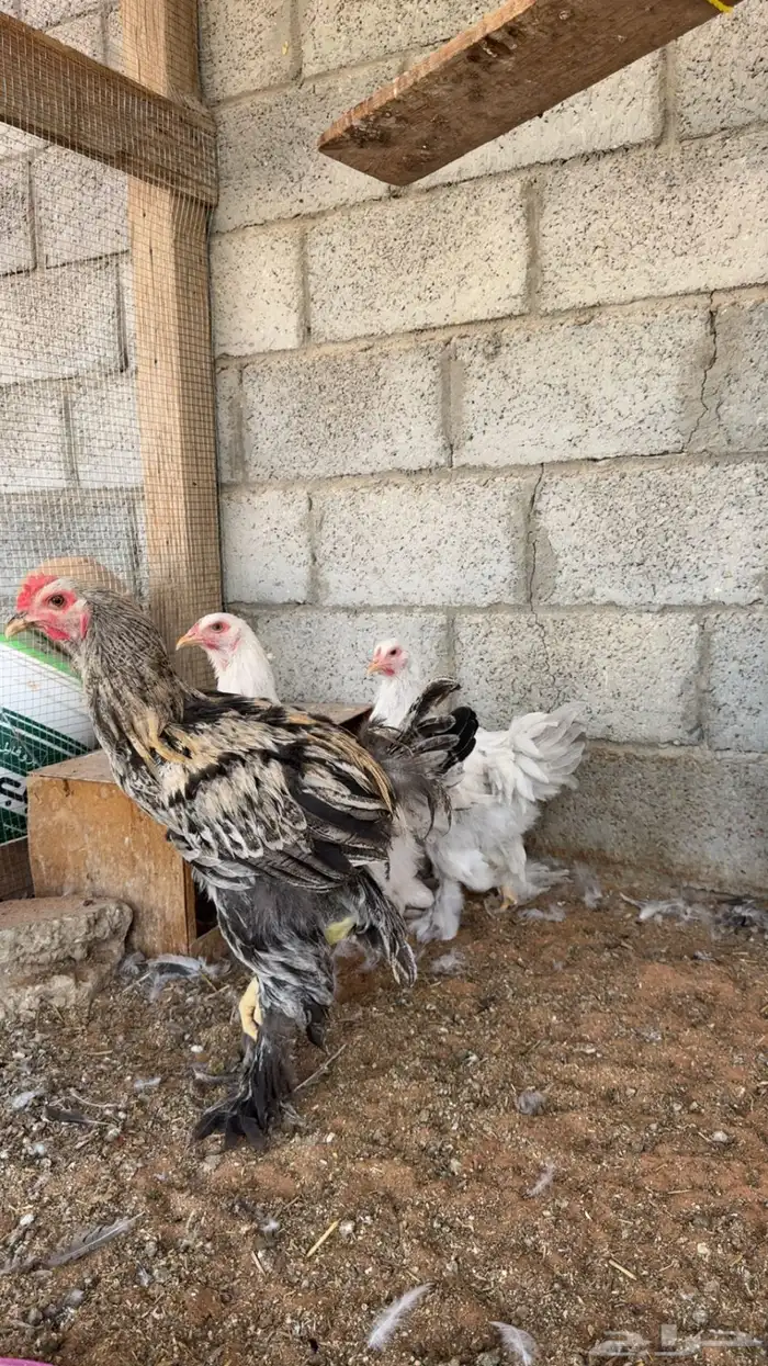 دجاج براهما 2