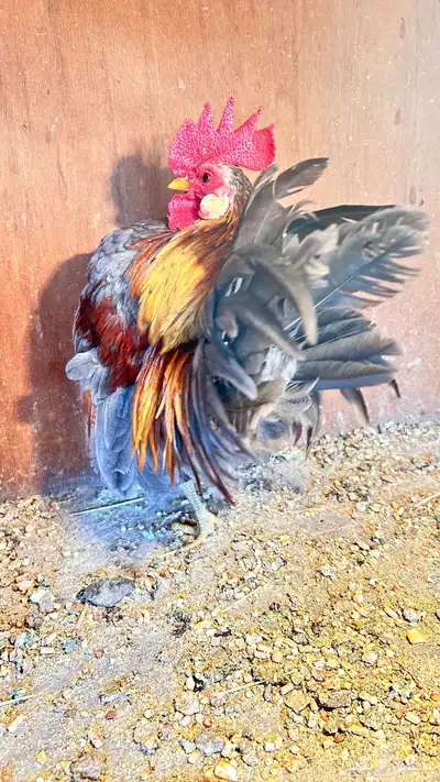 زوج سيراما ماليزي 0
