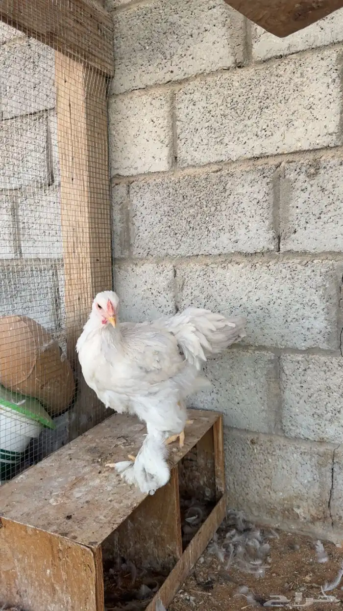 دجاج براهما 1