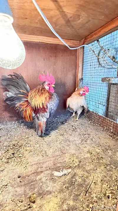 زوج سيراما ماليزي 1