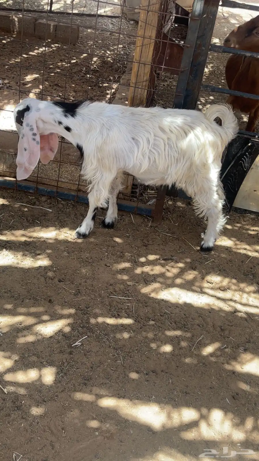 تيس مصري عمره 3 شهور ونص 2