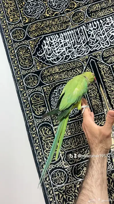 طير درة أنثى أليفة لطيفه لعوبة واللي يبغى زين يلحق عليه 1